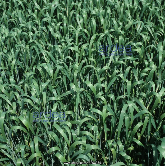 : Wheat crop (Triticum aestivum) : Wheat crop (Triticum aestivum)