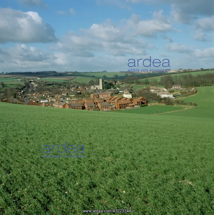 : Wheat crop and village, Wiltshire, UK : Wheat crop and village, Wiltshire, UK