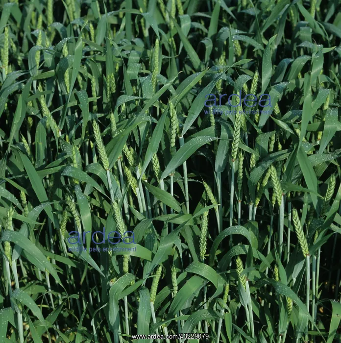 : Wheat crop with young emerging ears : Wheat crop with young emerging ears