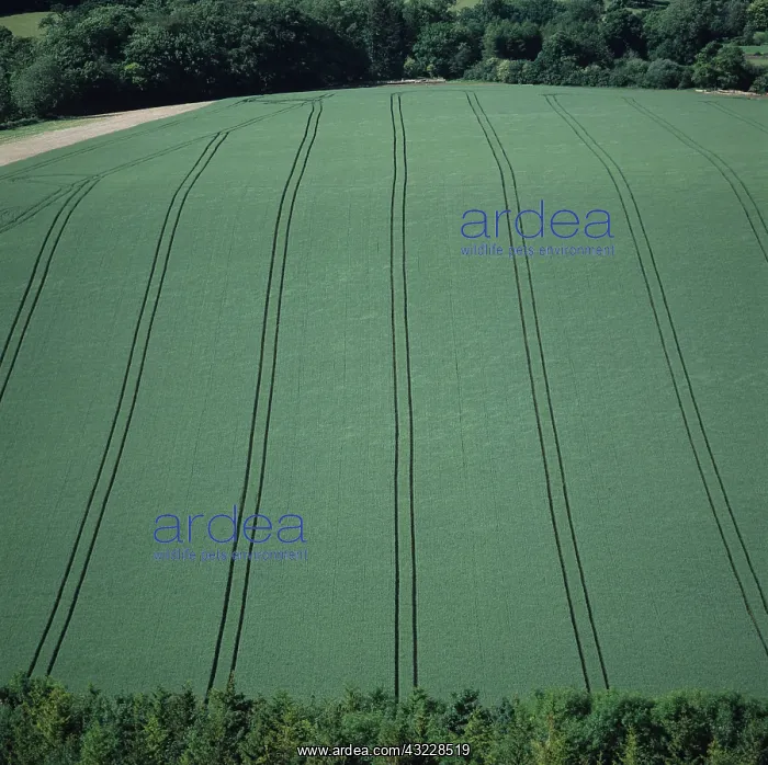 : Wheat crops : Wheat crops