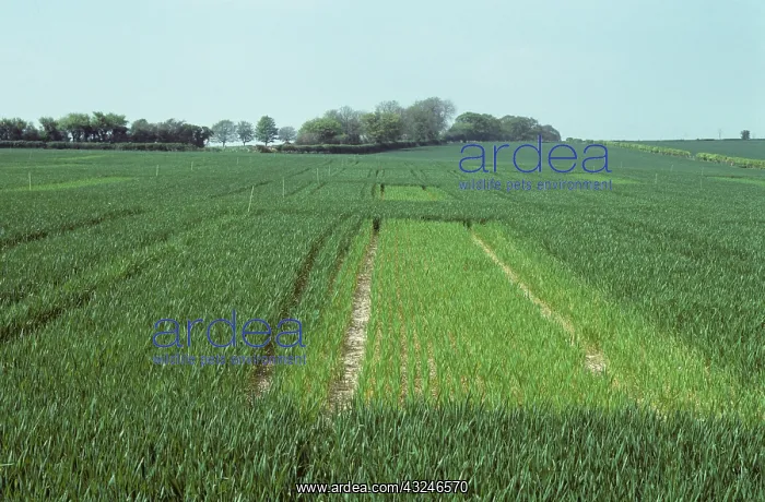 : Wheat crops with fertilizer comparison : Wheat crops with fertilizer comparison