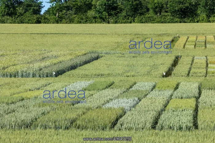 : WHEAT CULTIVATION TRIALS : WHEAT CULTIVATION TRIALS