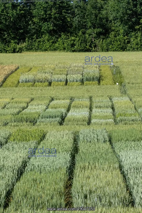 : WHEAT CULTIVATION TRIALS : WHEAT CULTIVATION TRIALS