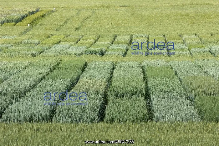  : WHEAT CULTIVATION TRIALS