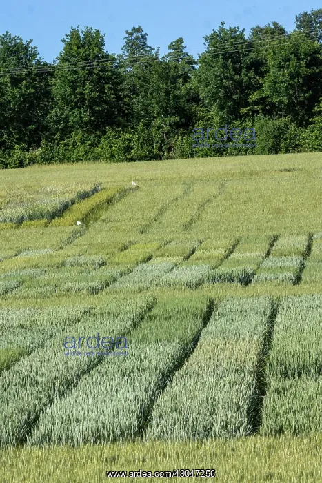  : WHEAT CULTIVATION TRIALS