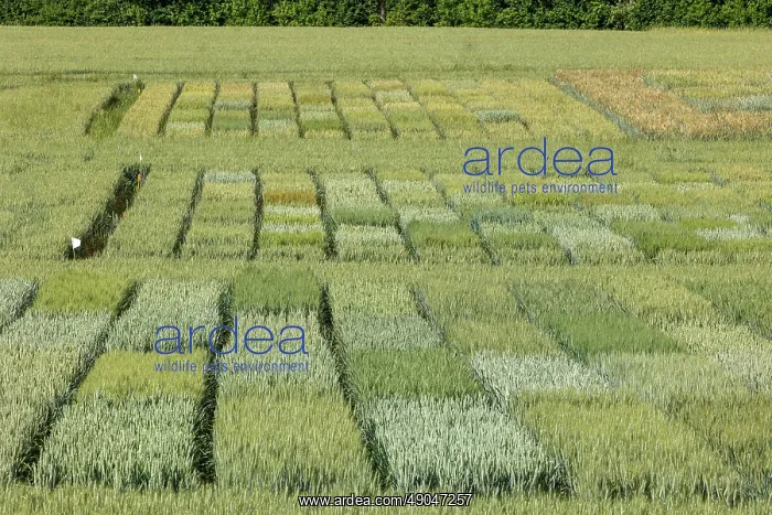  : WHEAT CULTIVATION TRIALS
