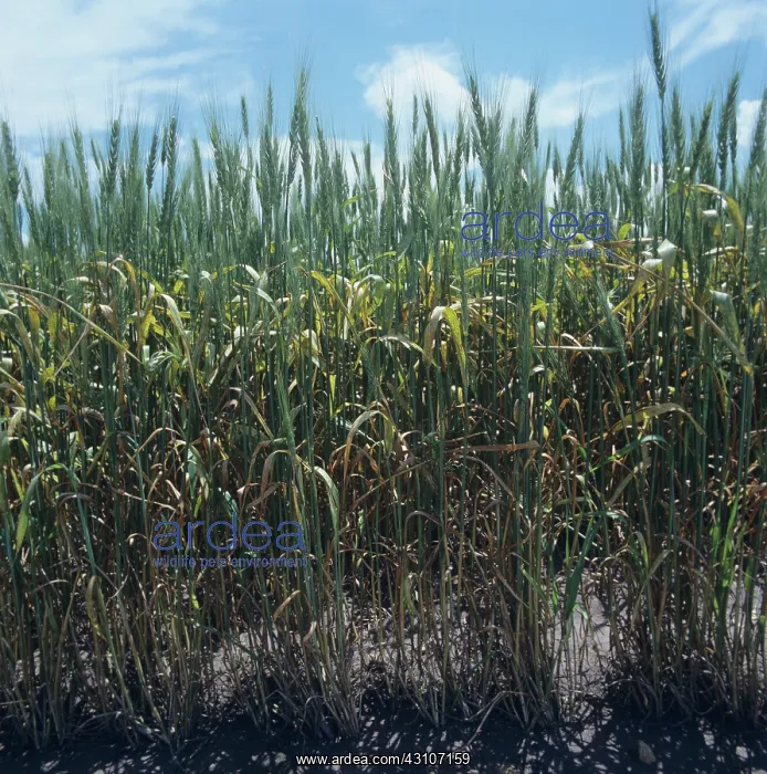  : Wheat damaged by brown rust