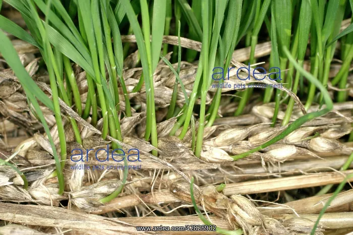 : Wheat - Damaged by rain - Close-up of new growing on the ear : Wheat - Damaged by rain - Close-up of new growing on the ear