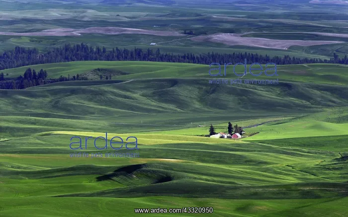 : Wheat Farm, Palouse Hills, Eastern Washington : Wheat Farm, Palouse Hills, Eastern Washington