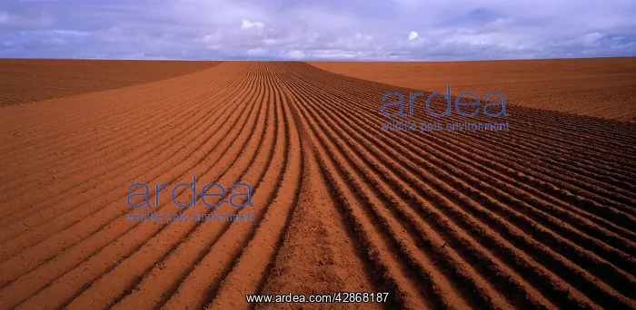 : Wheat Field : Wheat Field