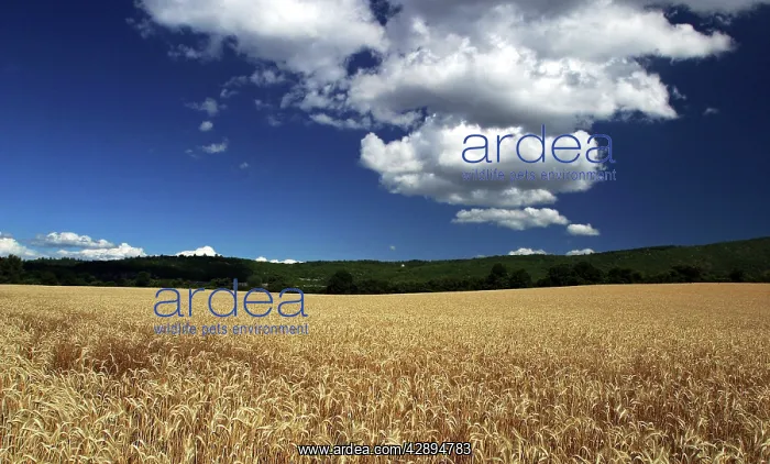 : Wheat Field : Wheat Field