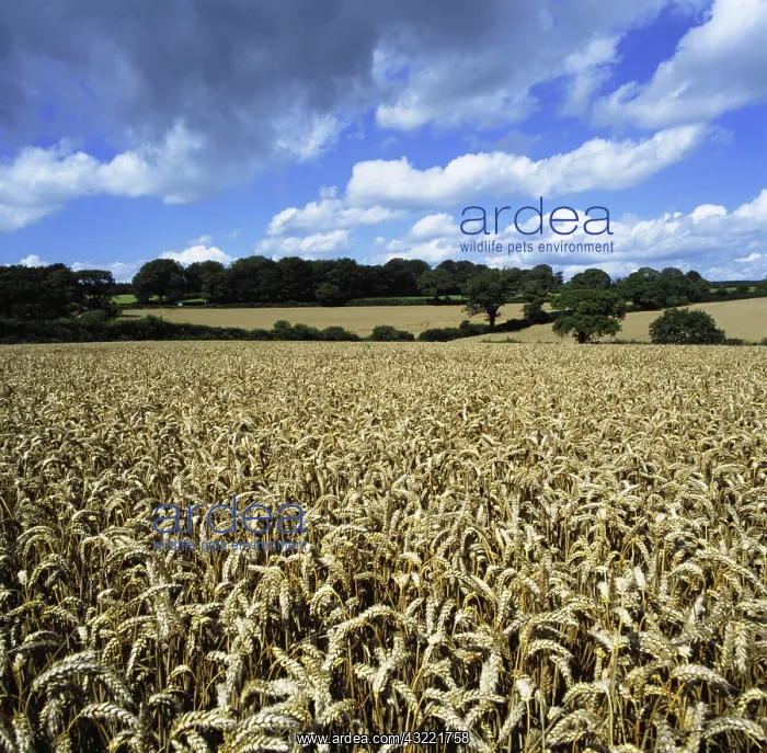 : Wheat field : Wheat field