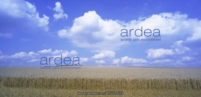 : Wheat field : Wheat field