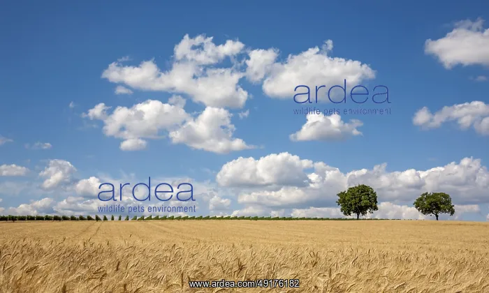 : Wheat field with blue sky and few clouds : Wheat field with blue sky and few clouds