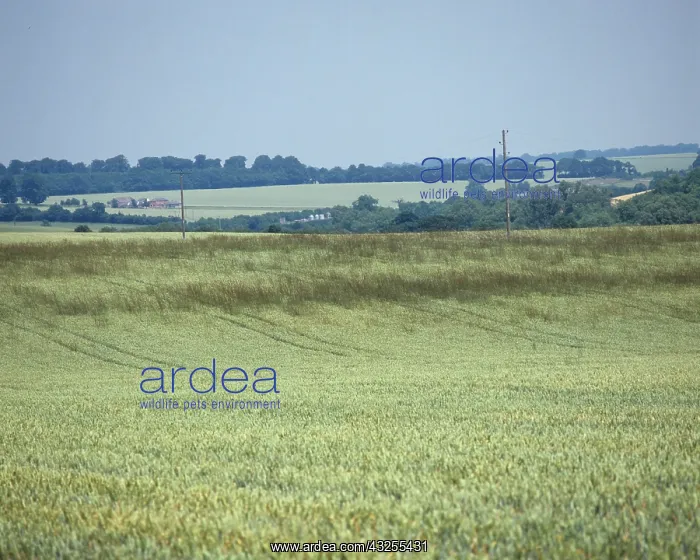 : Wheat field with infestation of Onion Couch : Wheat field with infestation of Onion Couch