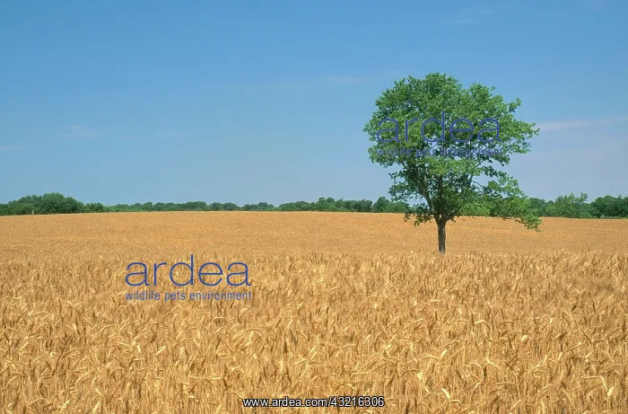 : Wheat Field, Kentucky : Wheat Field, Kentucky