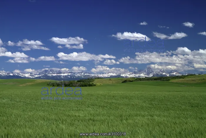: Wheat field near Ashton, Idaho, USA : Wheat field near Ashton, Idaho, USA