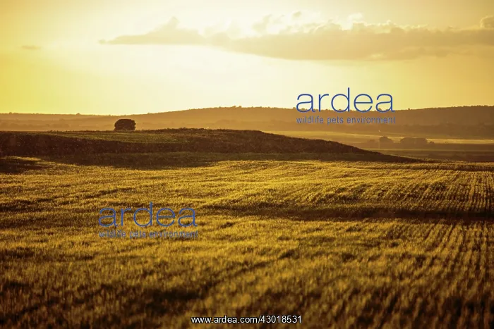  : Wheat Field raining at sunset