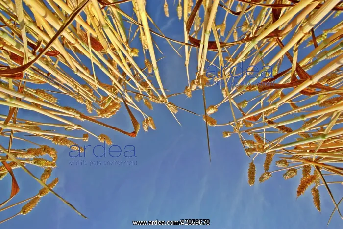 : Wheat field - ripe ears of wheat against blue sky : Wheat field - ripe ears of wheat against blue sky