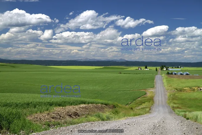 : Wheat Field and Rural Road : Wheat Field and Rural Road
