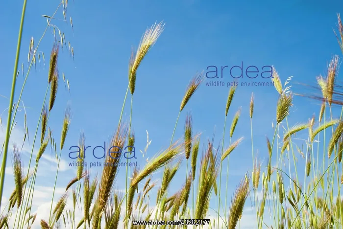 : Wheat field, Siena province, Tuscany, Italy : Wheat field, Siena province, Tuscany, Italy