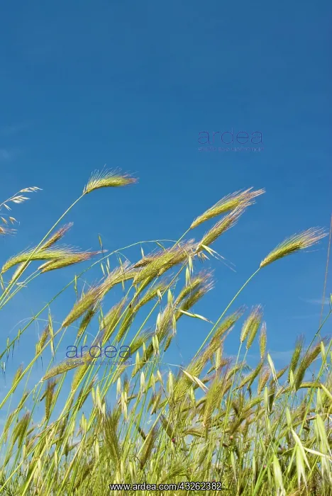 : Wheat field, Siena province, Tuscany, Italy : Wheat field, Siena province, Tuscany, Italy