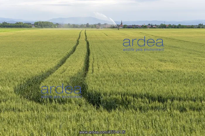 : Wheat field in spring in plain. Alsace, France, Europe