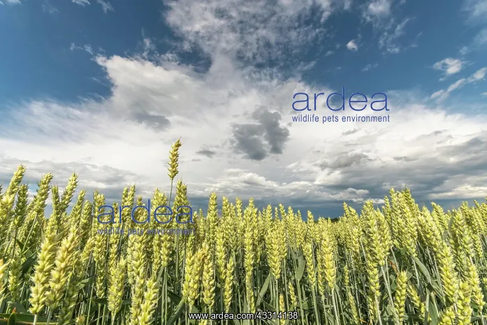 : Wheat field in spring in plain. Alsace, France, Europe : Wheat field in spring in plain. Alsace, France, Europe