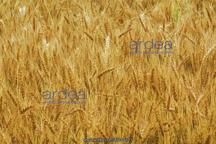 : Wheat field (Triticum sp.) in ripe ear near Geuda Springs, Kansas : Wheat field (Triticum sp.) in ripe ear near Geuda Springs, Kansas