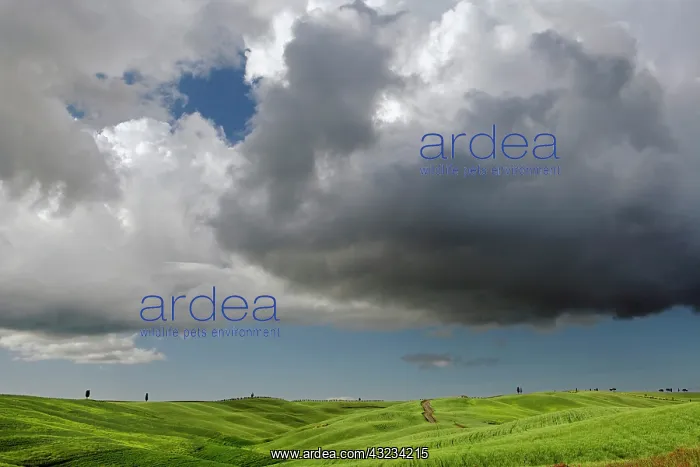 : Wheat field in Tuscany region of Italy : Wheat field in Tuscany region of Italy