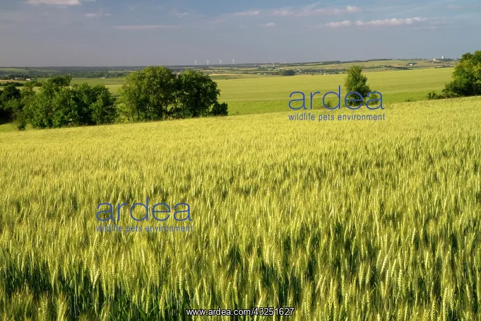 : Wheat field west of Angouleme in southwestern : Wheat field west of Angouleme in southwestern