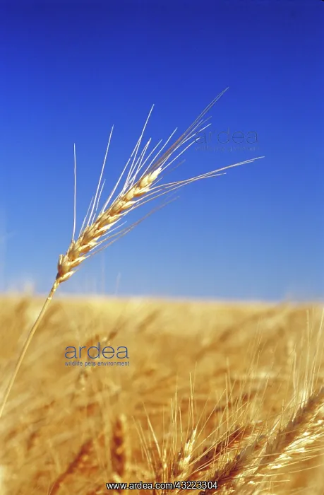 : Wheat fields : Wheat fields