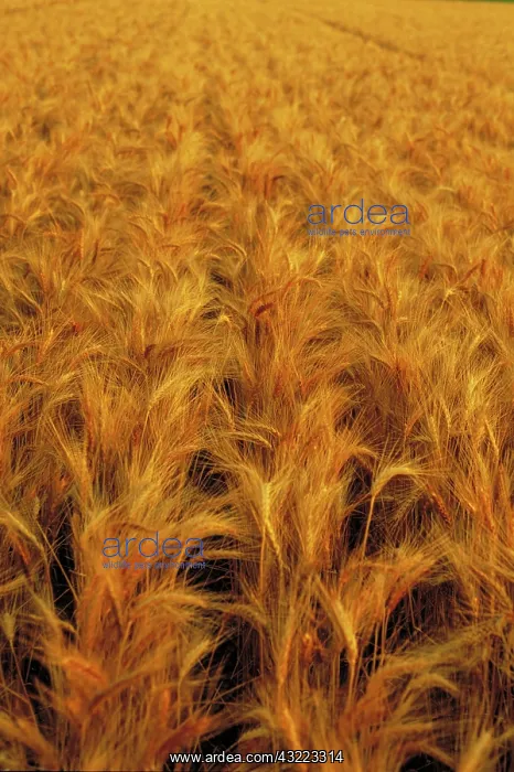 : Wheat fields : Wheat fields