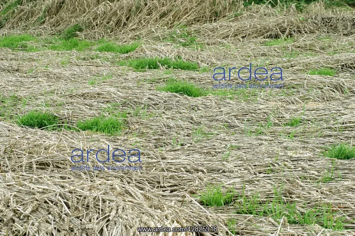 : Wheat - flattened area showing rain / storm damage : Wheat - flattened area showing rain / storm damage