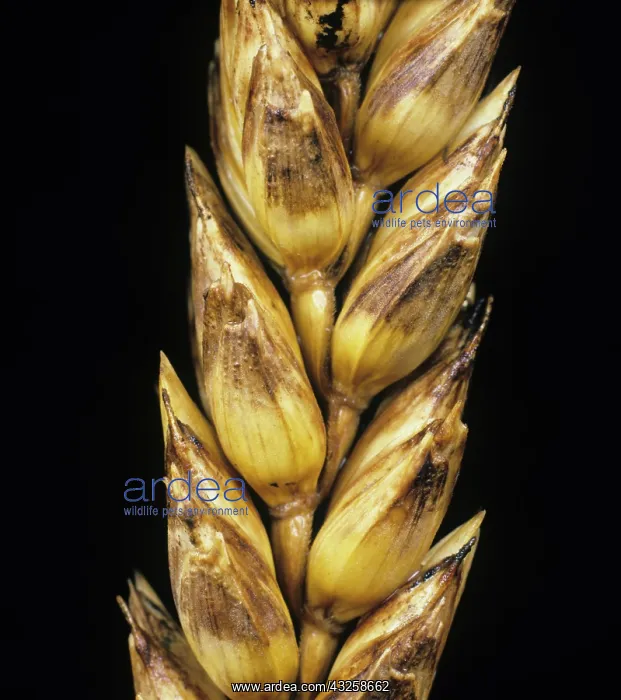 : Wheat with Glume Blotch (Septoria nodorum) : Wheat with Glume Blotch (Septoria nodorum)