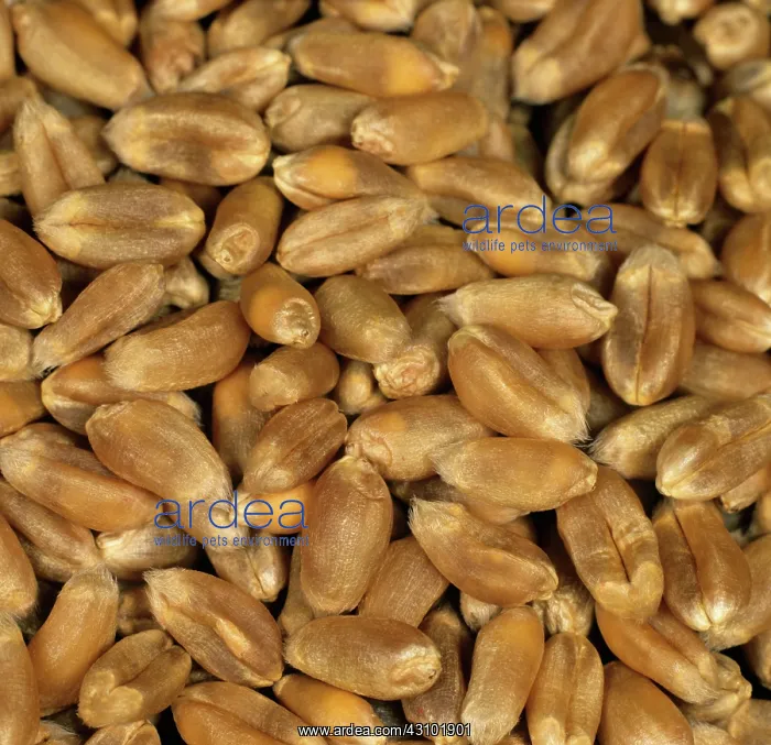 : Wheat grain or seed : Wheat grain or seed