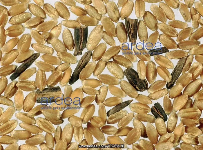 : Wheat Grains with Ergots : Wheat Grains with Ergots