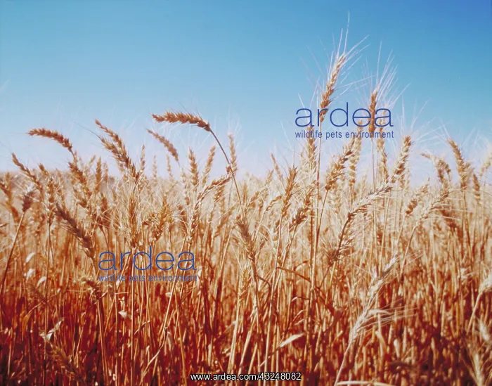 : Wheat at harvest time. Palouse Farm country : Wheat at harvest time. Palouse Farm country