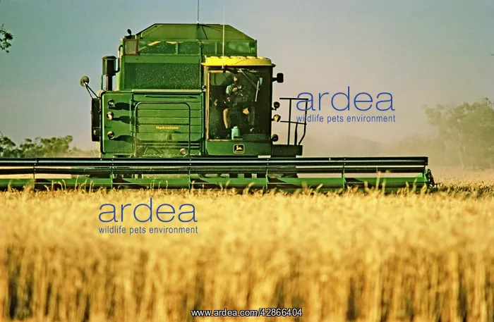 : Wheat being harvested - combine harvester at work : Wheat being harvested - combine harvester at work