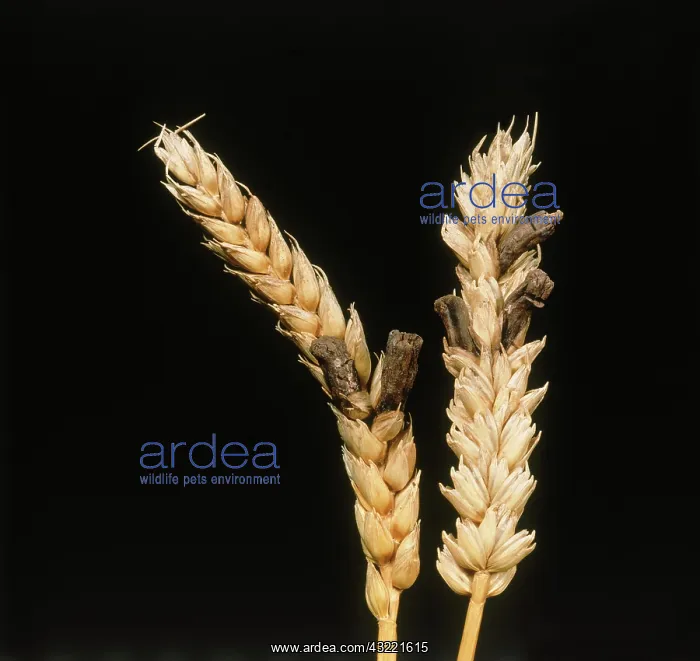 : Ergot. Wheat infected with ergot (Claviceps purpurea) : Ergot. Wheat infected with ergot (Claviceps purpurea)