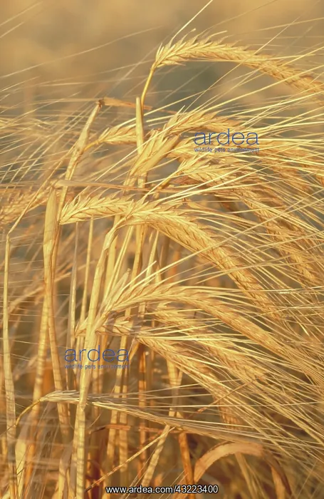 : Wheat, Lake King, SW Western Australia : Wheat, Lake King, SW Western Australia