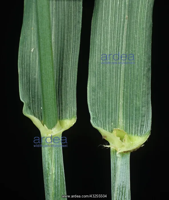  : Wheat leaf ligule and leaf sheath