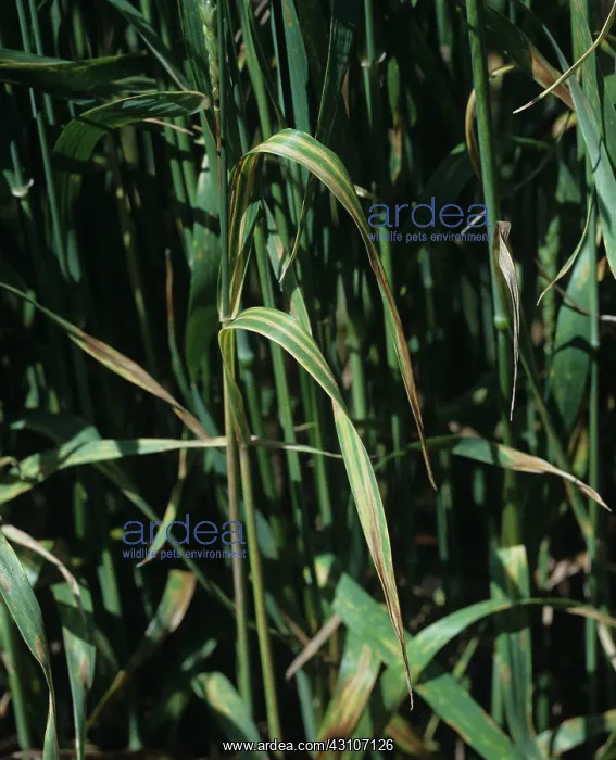 : Wheat leaf stripe : Wheat leaf stripe
