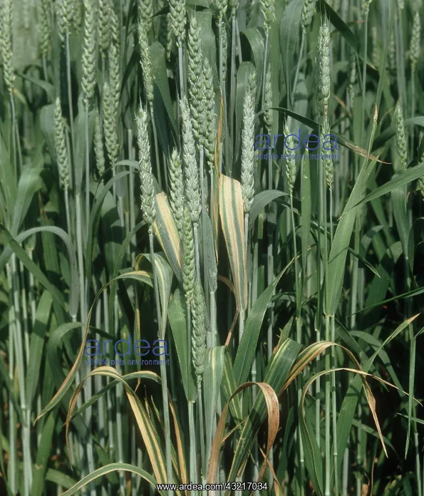 : Wheat leaf stripe : Wheat leaf stripe