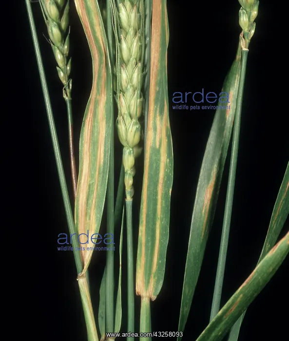 : Wheat leaf stripe : Wheat leaf stripe