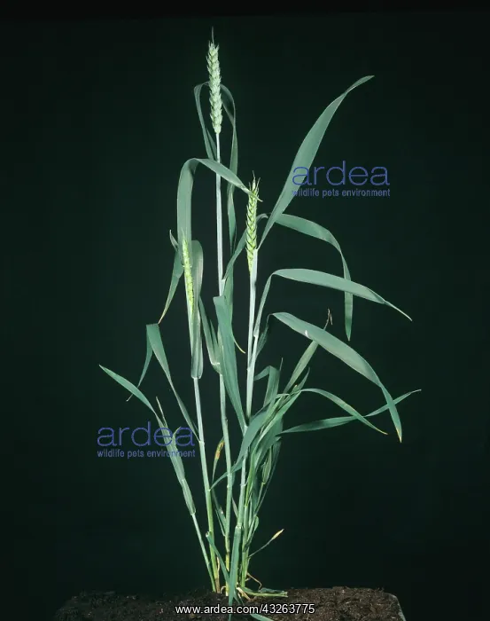 : Wheat plant : Wheat plant