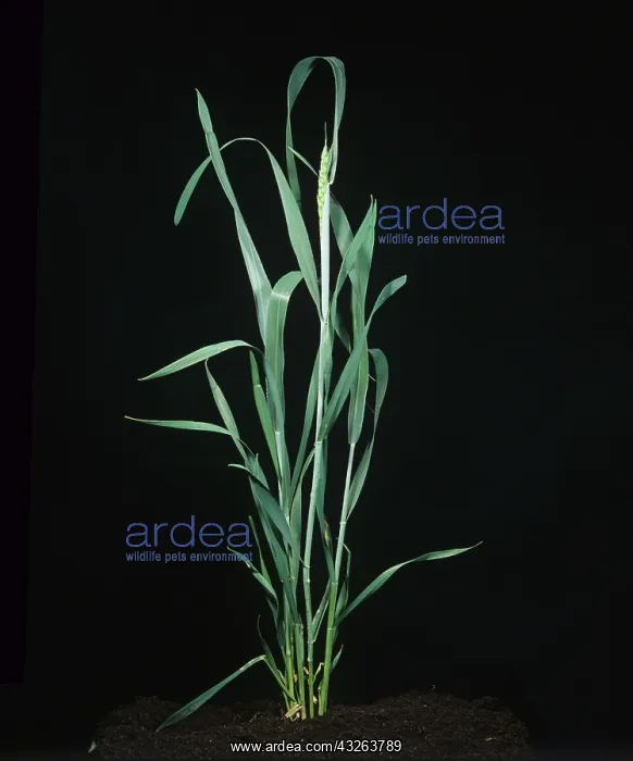 : Wheat plant : Wheat plant