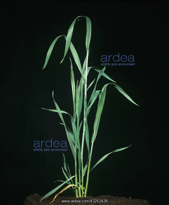 : Wheat plant at flagleaf stage 40 : Wheat plant at flagleaf stage 40