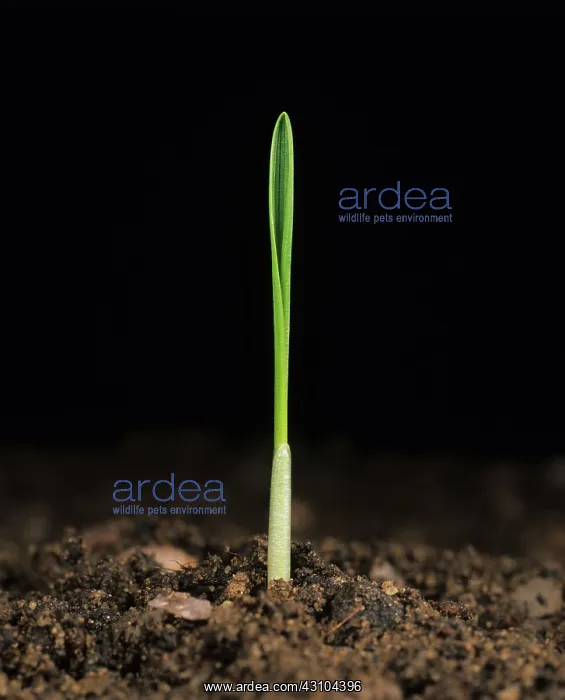 : Wheat plant germinating : Wheat plant germinating