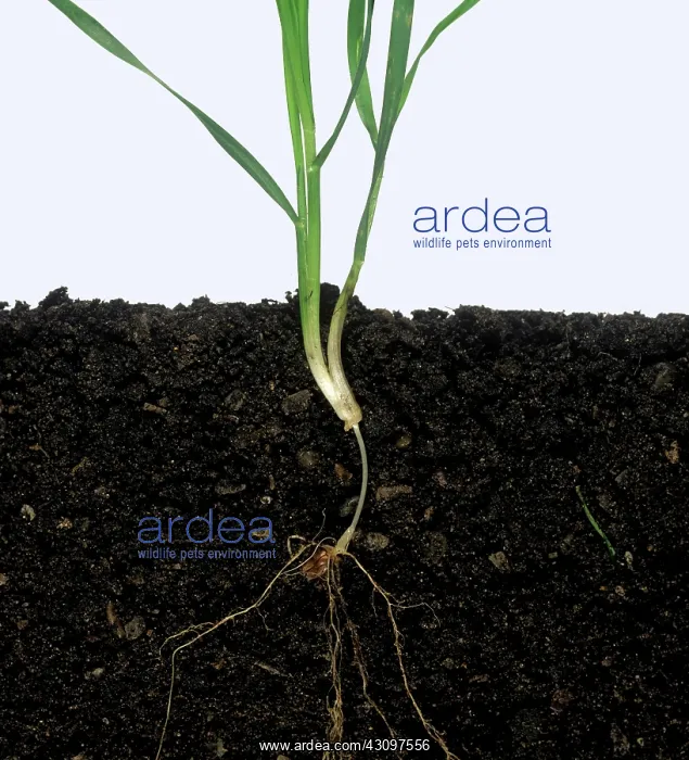 : Wheat plant stage 21 : Wheat plant stage 21